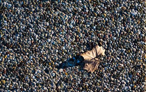 Dry maple leaf on the pebble pattern background outside Foto stock