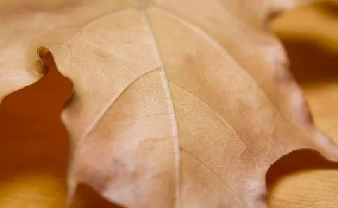 Dry Maple Leaf Stock Photos