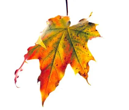 Dry maple leaf Stock Photos