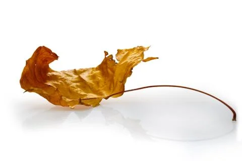 Dry maple leaf Stock Photos