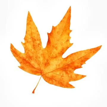 Dry maple leaf Stock Photos