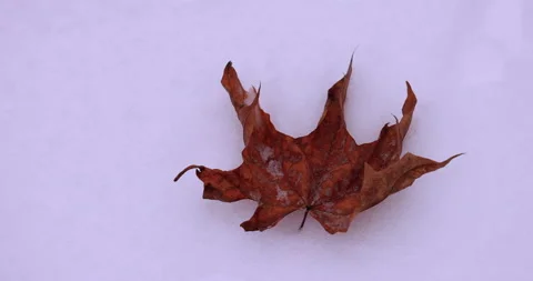 Dry maple leaf on snow in winter Stock Footage 225521740