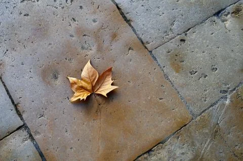Dry maple leaf on the stone floor of the yard Stock Photos
