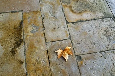 Dry maple leaf on the stone floor of the yard Stock Photos