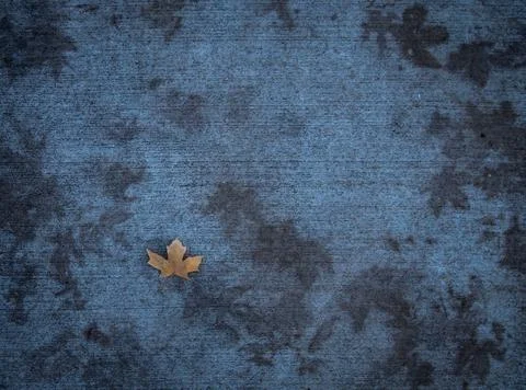 Dry maple leaf on the textured surface with copy space. 写真素材