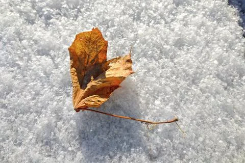 Dry maple leaf on top of the first snowfall in winter. Stock Photos