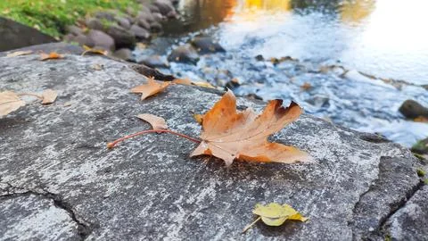 Dry maple leaf with warm brown tones on a stone railing beside a calm river l 写真素材