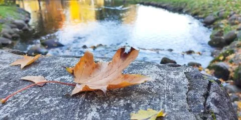 Dry maple leaf with warm brown tones on a stone railing beside a calm river l 写真素材