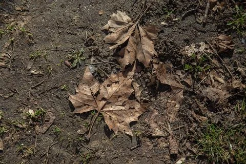 Dry Maple Leaves on Forest Ground With Soil Texture in Early Spring Stock Photos