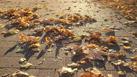 Dry maple leaves on the sidewalk the wind blows Stock Footage 218379230