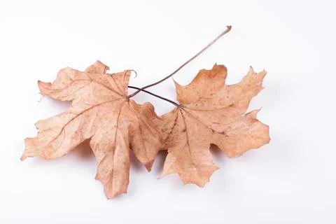 Dry maple leaves on a white background Stock Photos