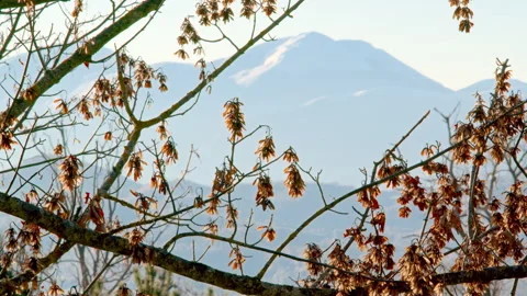 Dry Maple Seed Pods on Branches with Snow Capped Mountain in Background Stock Footage 346083701