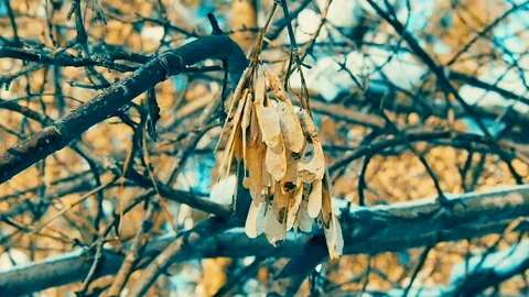 Dry maple seeds on a branch. Stock Footage 101779068