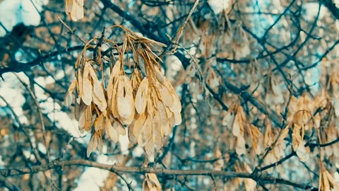 Dry maple seeds on a branch. Stock Footage 101779167