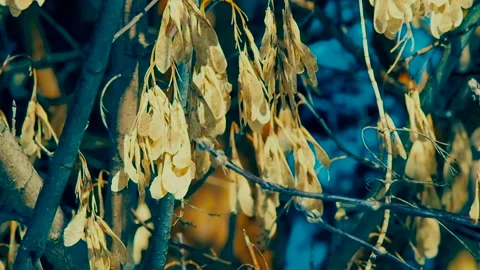 Dry maple seeds on a branch. Stock Footage 101779516