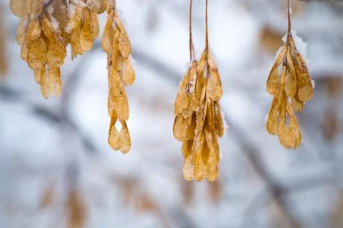 Dry maple seeds 스톡 사진