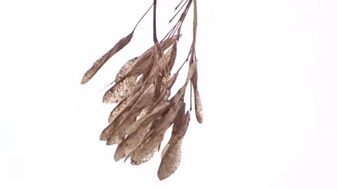 Dry maple seeds in the wind Stock Footage 260397715
