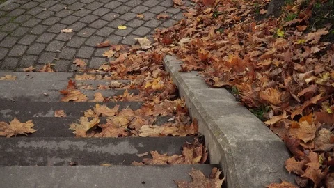 Dry maple tree leaves on a pedestrian path in autumn. Stock Footage 119236510