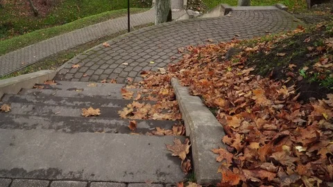 Dry maple tree leaves on a pedestrian path in autumn. Stock Footage 119236549