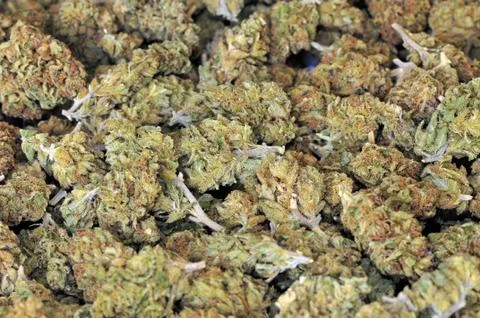 Dry marijuana buds Stock Photos