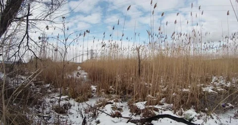 Dry marsh cattails swaying in the wind in winter, snow Stock Footage 46719111