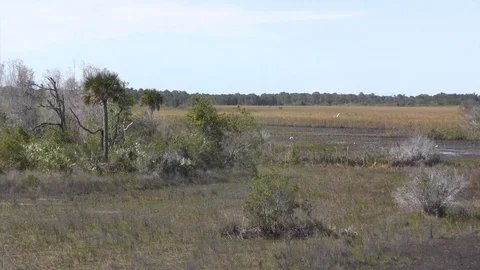 Dry Marsh Stock Footage 88632727