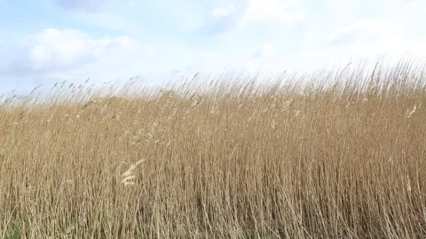 Dry Meadow, Common Reed, Stock Footage 151047851