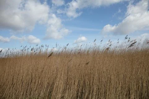 Dry Meadow, Common Reed,  Stock Photos