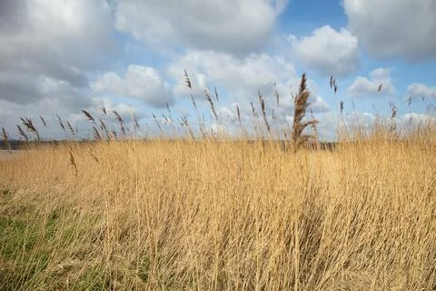 Dry Meadow, Common Reed,  Stock Photos