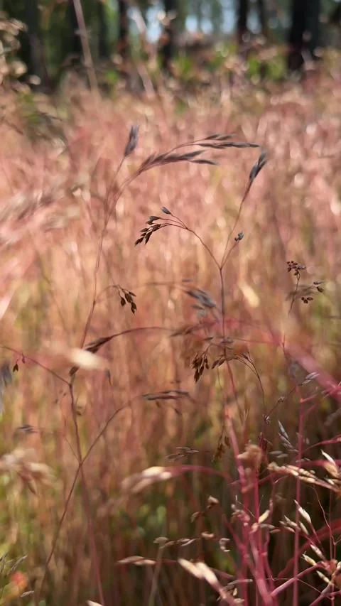 Dry Meadow Grass and Seed Heads Swaying in Summer Breeze Video stock 343006191