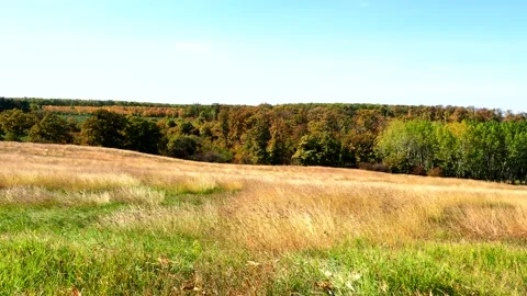 Dry meadow next to a forest in autumn Vidéo 220184496