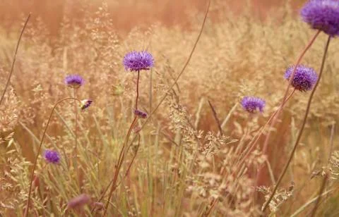 Dry meadow Stock Photos