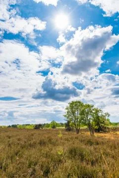 Dry meadow in summer arid landscape blue sky lens flare Stock Photos