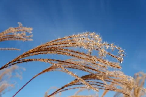 Dry Miscanthus Silver Grass Under Clear Blue Sky with Copy Space Fotos Stock