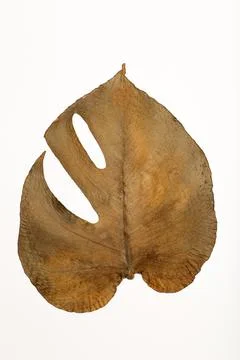 Dry monstera leaf isolate. Texture, pattern and surface of dry brown autumn Foto stock