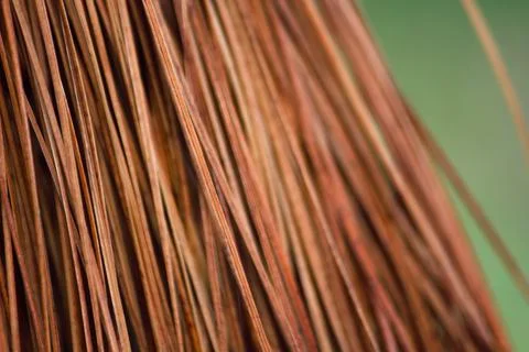 Dry Monterey Pine Tree Needles Close-up (Pinus radiata) Foto stock