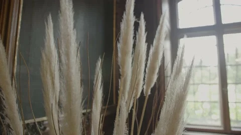 Dry moody flowers Video stock 237760409