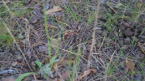Dry moose dung lies in the grass. Panorama. Close-up Stock Footage 132986019