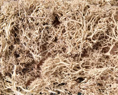 Dry moss close up, the texture of the moss Stock Photos