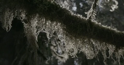 Dry moss hanging on the tree branch in the forest Stock-Footage 104208412
