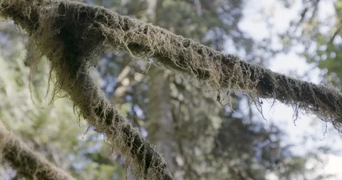 Dry moss hanging on the tree branch in the forest Stock Footage 145277934