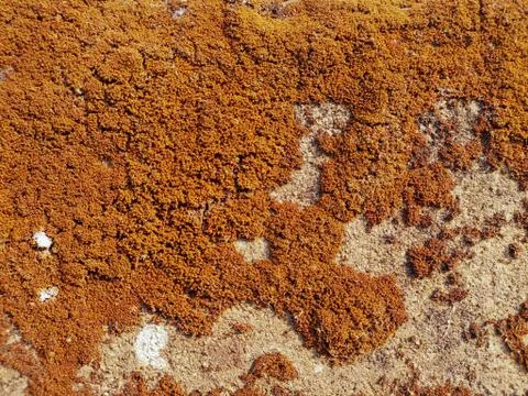 Dry moss texture Stock Photos