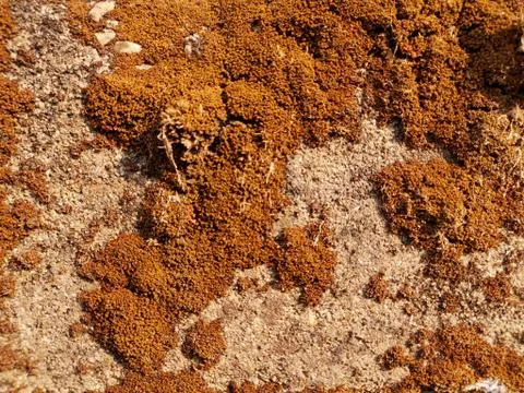 Dry moss texture Stock Photos