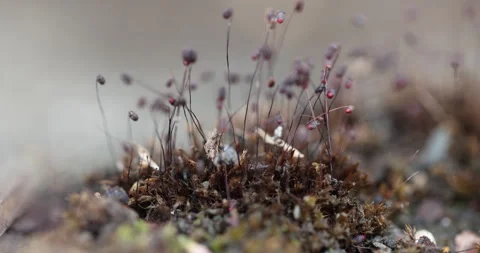 Dry Mossy Macro texture on the wall Stock Footage 320389040