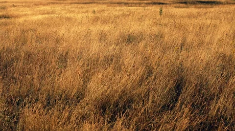 The dry motly grass in the rays of a rising sun (texture) Stock Footage 34380916