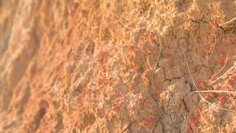 Dry mud soil cracks with some plants root on a sunny day Stock Footage 76095772