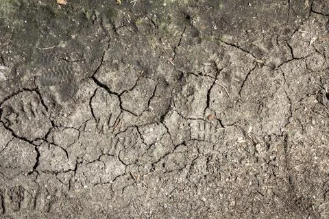 Dry muddy background Stock Photos