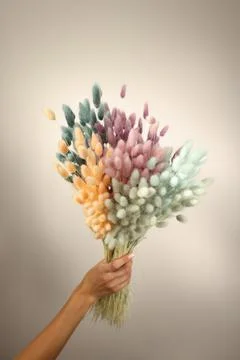 Dry multi-colored flowers kept in hand by hare tails closeup Foto stock