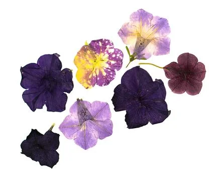 Dry multi-colored pressed petunia flowers on a white background. Pressed Stock Photos
