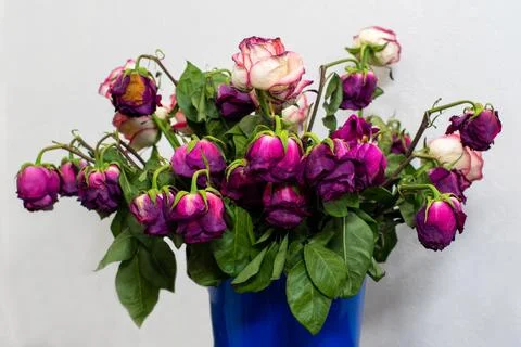 Dry multi-colored roses in a blue bucket or container in front of a light wal Stock Photos